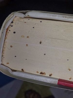 Can Bed Bugs Live in Books? An Examination of Possibilities